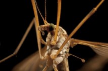 Το ΒΗΜΑ (science) Κουνούπι: τέρας… γνώσεων!
