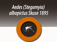 Aedes (Stegomyia) albopictus Skuse 1895