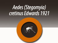 Aedes  (Stegomyia) cretinus Edwards 1921