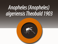 Anopheles (Anopheles) algeriensis Theobald 1903