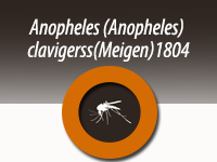 Anopheles  (Anopheles ) claviger s.s. (Meigen) 1804