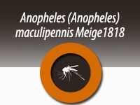 Anopheles (Anopheles) maculipennis s.s. Meigen 1818