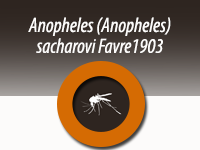 Anopheles (Anopheles) sacharovi  Favre 1903