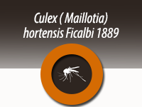 Culex (Maillotia) hortensis Ficalbi 1889