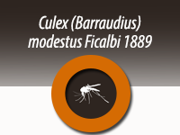Culex (Barraudius) modestus Ficalbi 1889