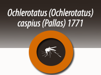 Ochlerotatus  (Ochlerotatus) caspius  (Pallas) 1771