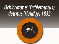 Ochlerotatus (Ochlerotatus) detritus (Pallas) (Haliday) 1833